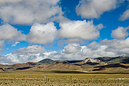 西藏阿里地区改则县野驴群