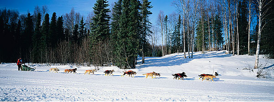 狗拉雪橇,阿拉斯加,美国