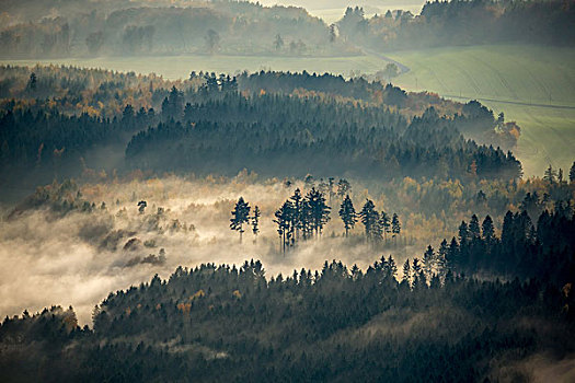 树林,密集,雾,莱茵兰普法尔茨州,德国,欧洲