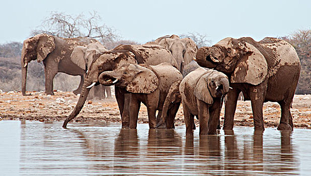 非洲,灌木,大象,非洲象,水潭,埃托沙国家公园,纳米比亚