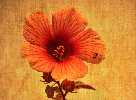 盛开,花,小,红色,瓢虫