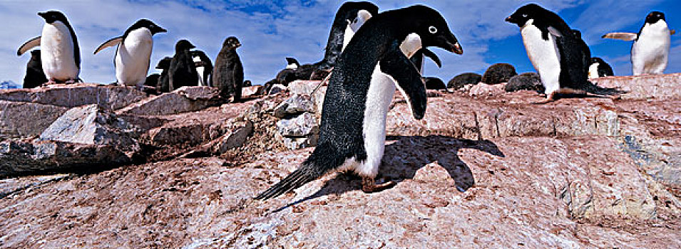 南极,阿德利企鹅,年轻,幼禽,栖息地,西南方,雷麦瑞海峡
