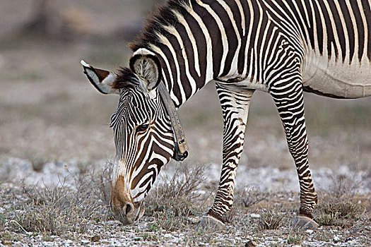 斑马,细纹斑马,研究人员,信任,莱瓦野生动物保护区,北方,肯尼亚