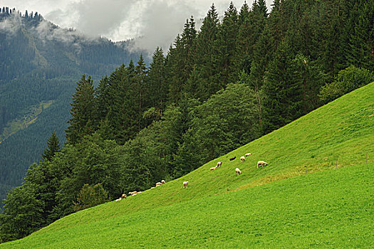 绵羊,成群,放牧,斜坡,草场,自然风光,阿尔卑斯草甸