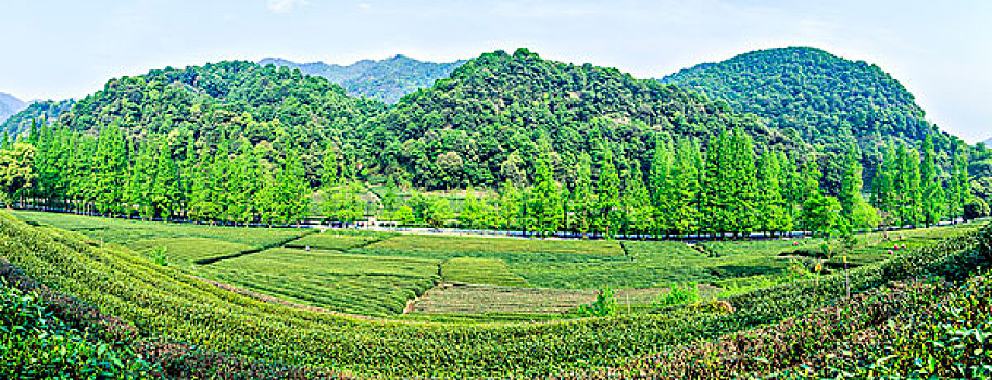 龙井,茶,花园,杭州,西湖