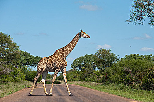 南非,长颈鹿,克鲁格国家公园