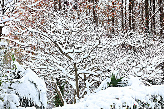 树枝,积雪