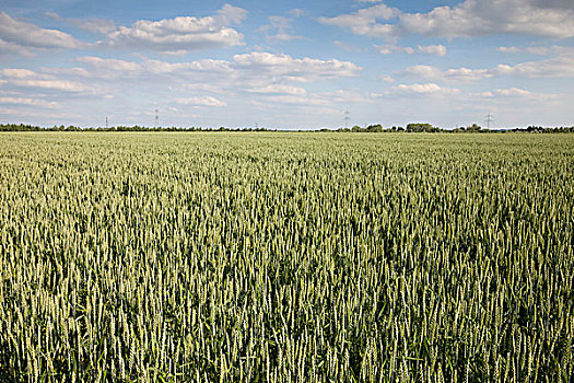 小麦,地点,北莱茵威斯特伐利亚,德国,欧洲