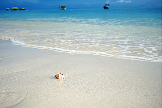 沙滩上的小贝壳