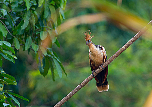 麝雉,亚马逊雨林,秘鲁,南美