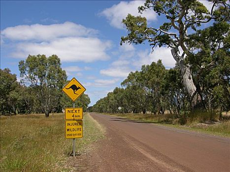 特色,澳大利亚,道路,袋鼠,警告,澳洲南部