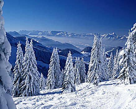 冬季风景,阿尔卑斯山,提洛尔