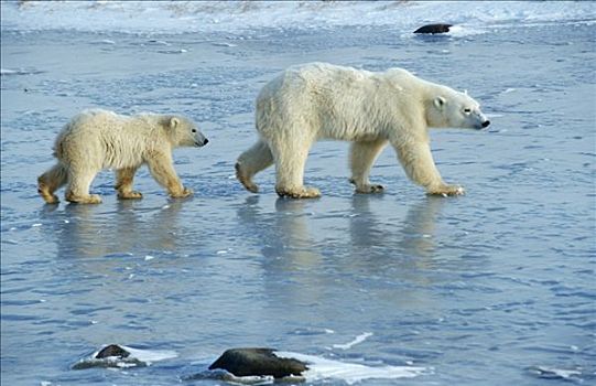 北极熊,动物,哈得逊湾,加拿大,北美
