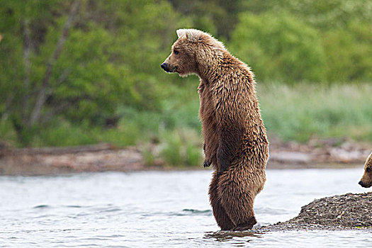 大灰熊,棕熊,三文鱼,秋天,阿拉斯加