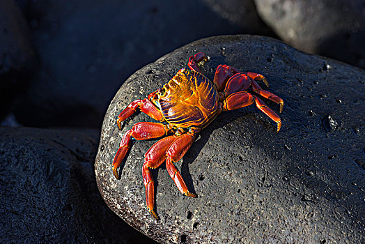 红岩,螃蟹,方蟹,西班牙岛,加拉帕戈斯群岛,厄瓜多尔,南美