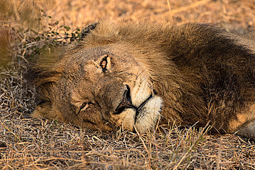 非洲,博茨瓦纳,禁猎区,睡觉,雄性,狮子,画廊