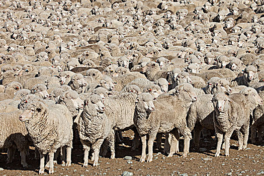 家羊,绵羊,成群,车站,湖,苍鹭,坎特伯雷,新西兰