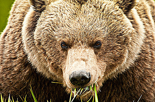 棕熊,喂食,莎草,草,河,保护区,西南方,阿拉斯加,夏天