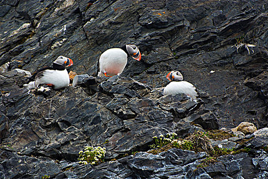 挪威,斯瓦尔巴特群岛,角嘴海雀,北极