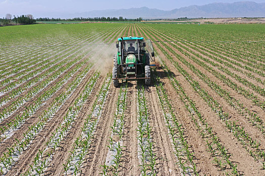 新疆双河,20万亩玉米开始中耕