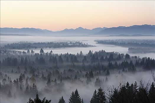 针叶树,树林,晨雾,清晨,靠近,沃尔夫拉策豪森,伊萨河,湿地,上巴伐利亚,德国,欧洲