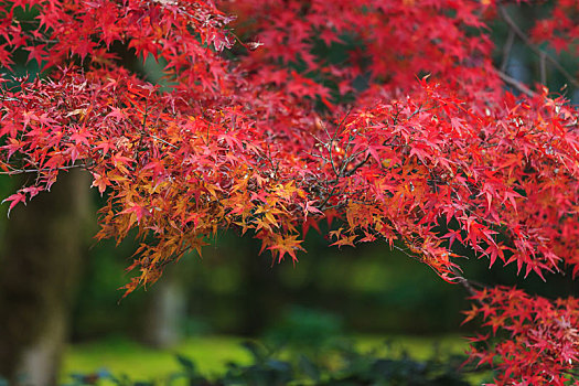 日本,京都,秋季,枫叶林,红色,枫叶,背景