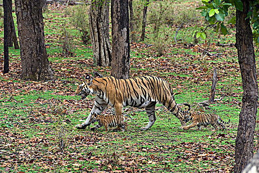 孟加拉虎,虎,母亲,走,树林,星期,老,幼兽,班德哈维夫国家公园,印度