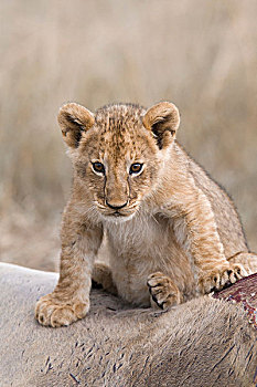 小狮子,狮子座,坐在,大羚羊,杀,马赛玛拉国家保护区,肯尼亚,非洲