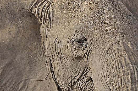 非洲,灌木,大象,非洲象,头像,安伯塞利国家公园,裂谷省,肯尼亚