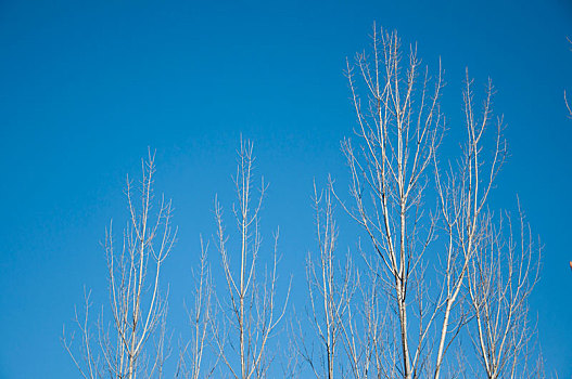 蓝天背景中的白杨树梢