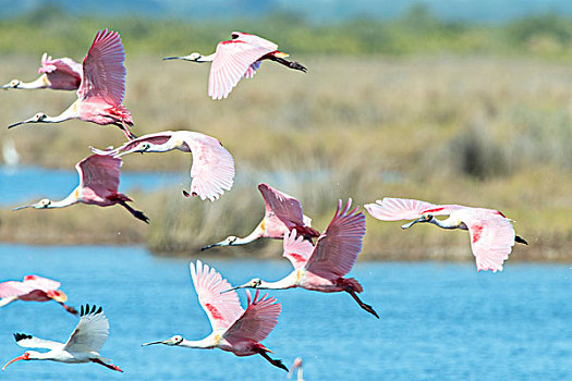 美国,佛罗里达,梅里特岛,国家野生动植物保护区,粉红琵鹭,大幅,尺寸