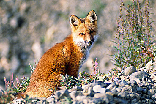 特写,红狐,坐,树林,阿拉斯加,美国,狐属