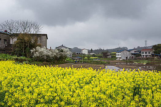 油菜花