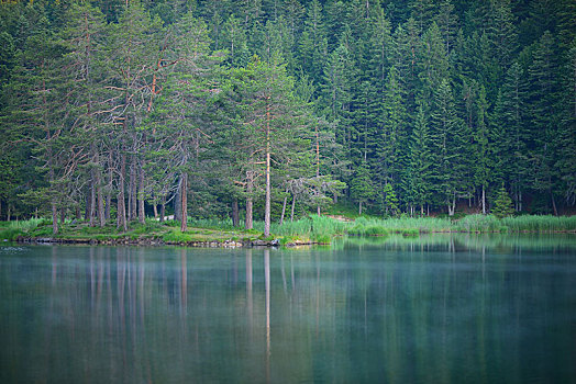 针叶树,树林,湖,看,靠近,提洛尔,奥地利,欧洲