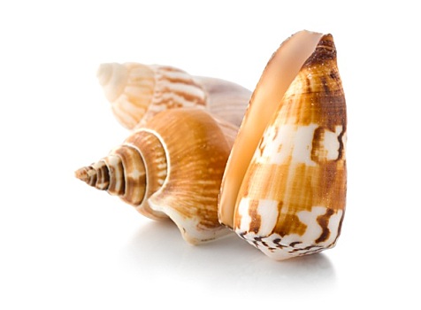 海螺壳,隔绝