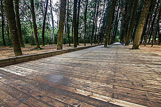 森林公园的木地板长廊