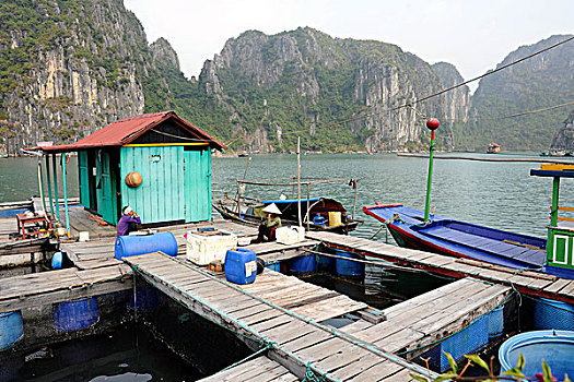 漂浮,鱼,农事,下龙湾,长,北越,越南,东南亚,亚洲