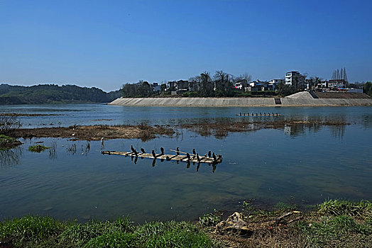 安徽,歙县,王村镇,新安江,春色,渔鹰,油菜花,村庄,渔船,牛,渔夫,防牛,蓝天