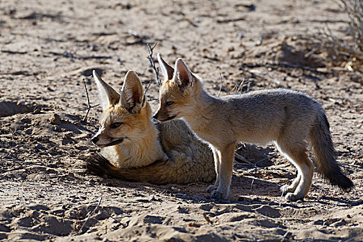 狐狸,狐属,幼兽,靠近,洞穴,晨光,卡拉哈迪大羚羊国家公园,北开普,南非,非洲