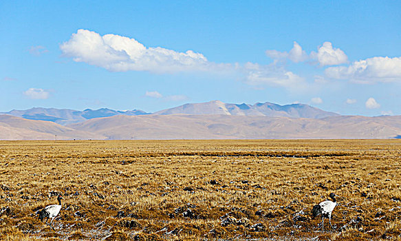 高原黑颈鹤