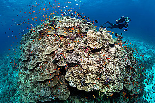 潜水,看,大,石头,珊瑚,环礁,印度洋,马尔代夫,亚洲