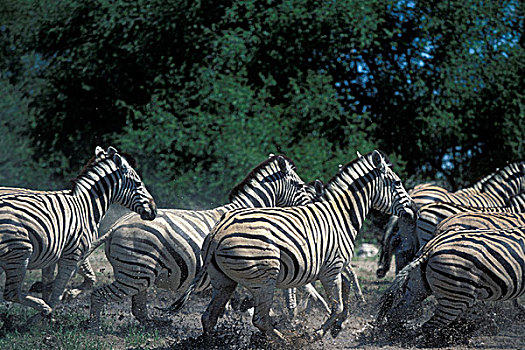纳米比亚,埃托沙国家公园,平原斑马,牧群,斑马,跑,水中,洞