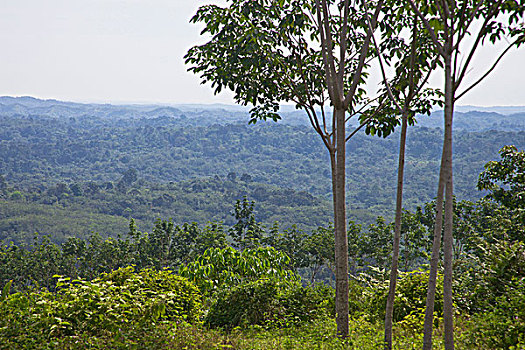 雨林,古农列尤择国家公园,苏门答腊岛,印度尼西亚