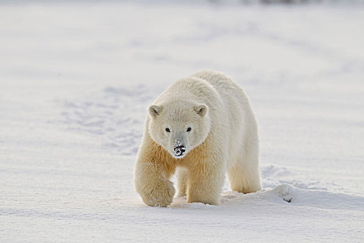一岁,北极熊,幼兽,雪地,边缘,北方,阿拉斯加