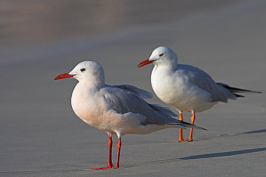 两个,海鸥,站立,海滩