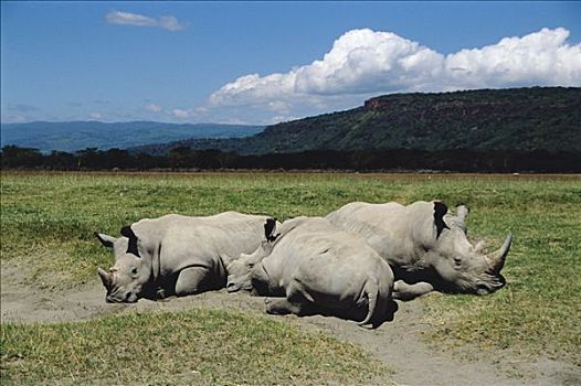 白犀牛,三个,休息,纳库鲁湖,肯尼亚