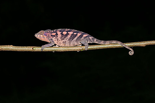 雌性,豹纹变色龙,枝头,马达加斯加,非洲
