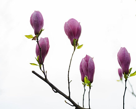 几朵未开的紫玉兰花