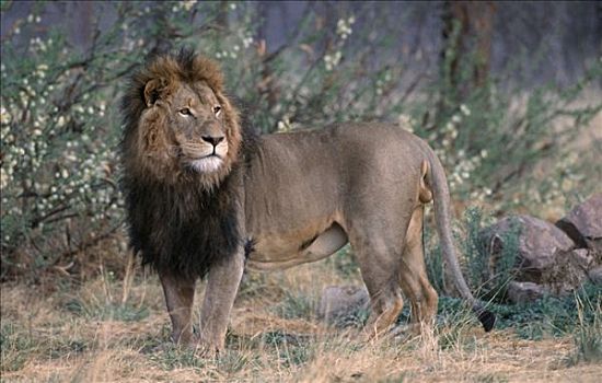非洲狮,雄性,乔贝国家公园,博茨瓦纳,狮子