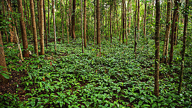 丛林,地面,柬埔寨